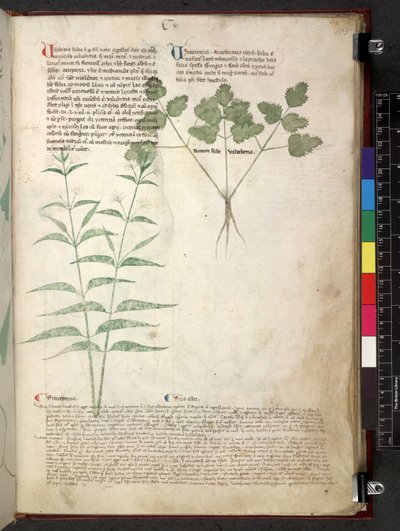 Egerton 747 Tractatus de herbis da School Italian
