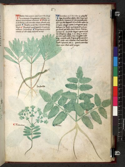 Egerton 747 Tractatus de herbis da School Italian