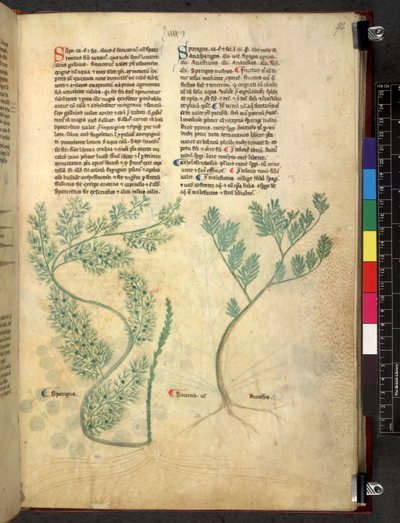 Tractatus de herbis (Erbario) da School Italian
