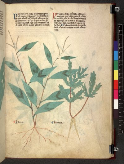 Tractatus de herbis (Erbario) da School Italian