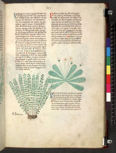 Tractatus de herbis (Erbario) da School Italian
