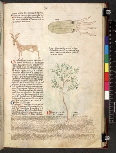 Tractatus de herbis (Erbario) da School Italian