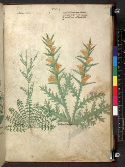 Tractatus de herbis (Erbario) da School Italian
