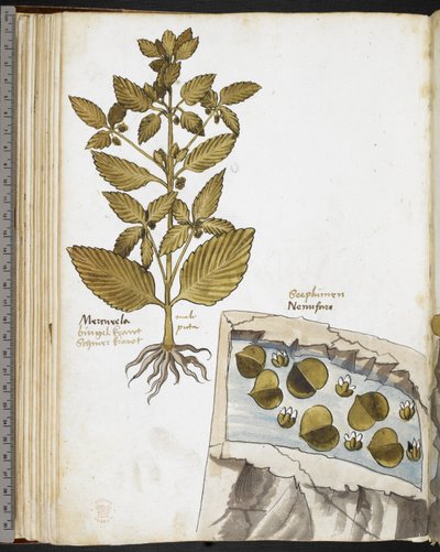Harley MS 3736 f.58v Mandragora, da 