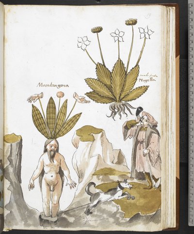 Harley MS 3736 f.59r Una mandragora estratta da un cane, da 