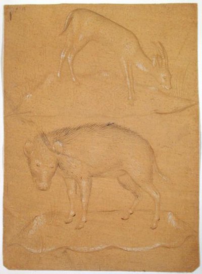 Studio di una capra e un cinghiale da School Italian