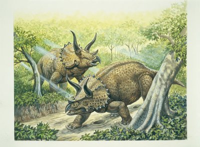Triceratopo horridus, periodo Cretaceo da School Italian