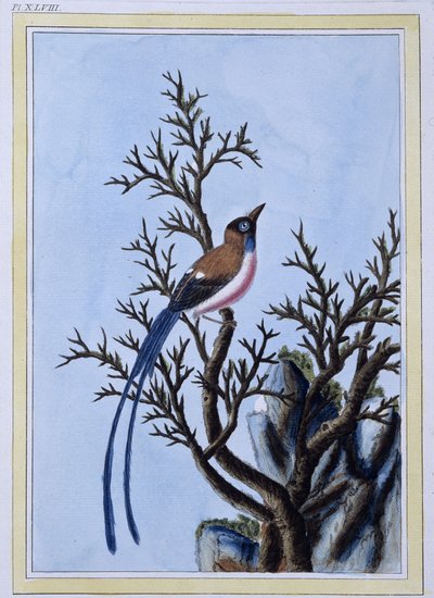 Uccello - stampa giapponese da Japanese School