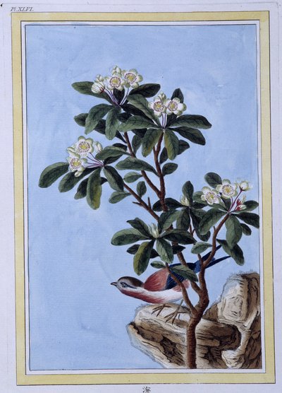 Uccello - stampa giapponese da Japanese School