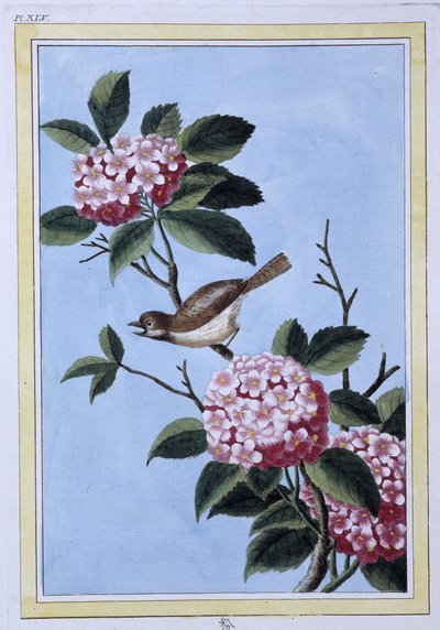 Uccello - stampa giapponese da Japanese School