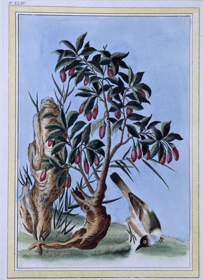 Uccello - stampa giapponese da Japanese School
