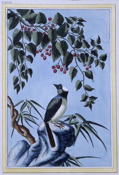 Uccello - stampa giapponese da Japanese School