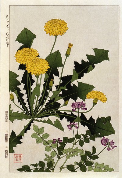 Fiori di tarassaco - stampa giapponese da Japanese School