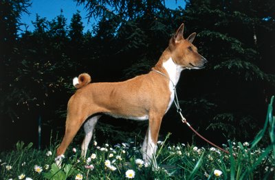 Cane Basenji da R. and Smith Simkin