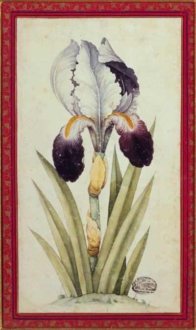 Studio di un