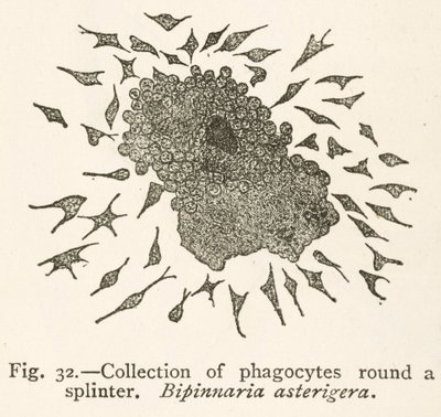 Disegno di Elie Metchnikoff di cellule fagocitiche che circondano una particella estranea da School Russian