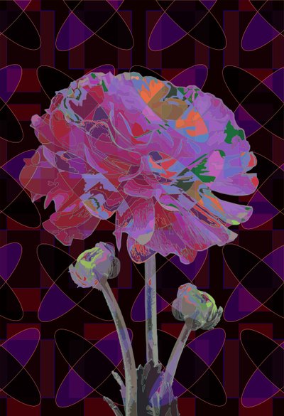 Garofano, 2019 da Scott J. Davis