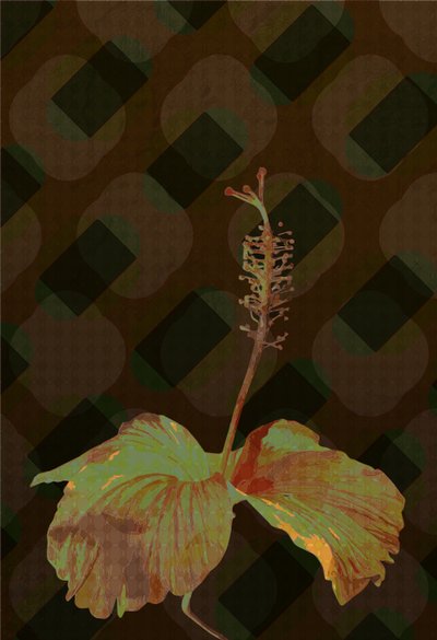 Ibisco, 2019 da Scott J. Davis