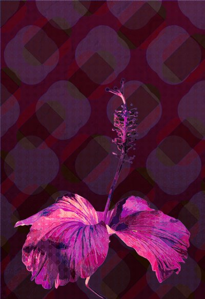 Ibisco, 2019 da Scott J. Davis