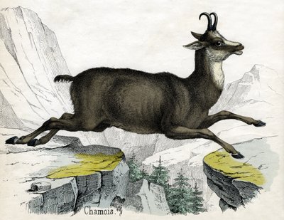 Stampa antica di un camoscio da Scottish School