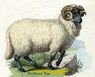 Stampa antica di un ariete Norfolk Horn da Scottish School