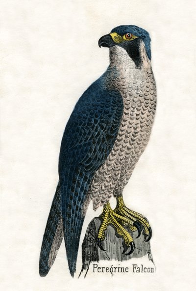 Stampa Antica di un Falco Pellegrino da Scottish School