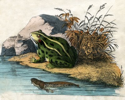 Stampa antica di una rana di stagno e girino da Scottish School
