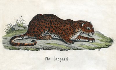 Stampa antica di un leopardo africano da Scottish School
