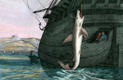 Grande squalo bianco catturato in mare da Scottish School