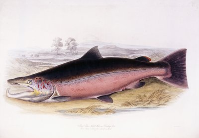 Salmo Salar da Scottish School