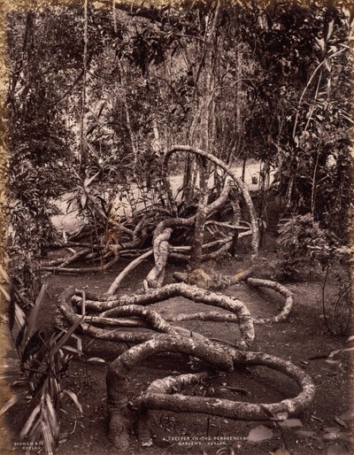 Una rampicante nei Giardini di Peradeniya, Ceylon, c. 1880 da Scowen and Co.
