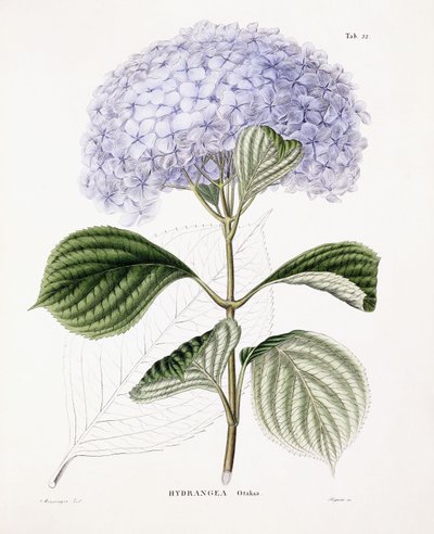 Ortensia Ottaksa, c.1835-70 da Sebastian Minsinger