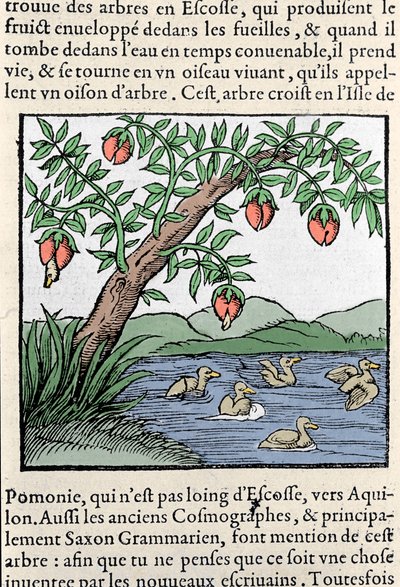 Rappresentazione di uccelli nati sugli alberi Xilografia tratta dalla "Cosmografia Universale" di Sebastien Munster. Bale da Sebastian Munster