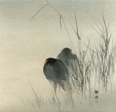 Due gallinelle d