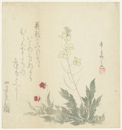 Piante in fiore da Seiseikyo Ryûshi