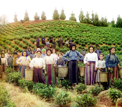 Un gruppo di giovani donne e bambini greci che raccolgono tè, Chakva, Impero Russo, tra il 1905 e il 1915 da Sergey Prokudin Gorsky