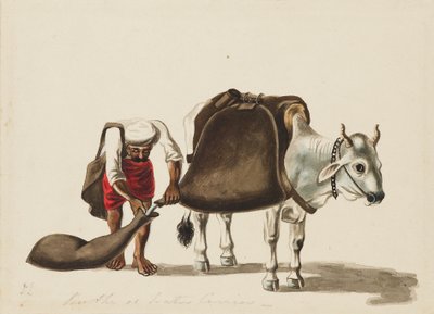 Portatore d