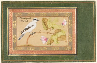 Uccello Bianco e Nero su un Arbusto da Shafi Abbasi
