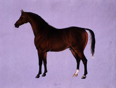 Oppidan, c.1840 da Shaik Muhammad Amir of Karraya