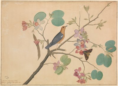 Un tordo dalla testa arancione e una falena testa di morto su un ramo di orchidea di ebano viola da Shaikh Zain ud Din (fl.1777 83)