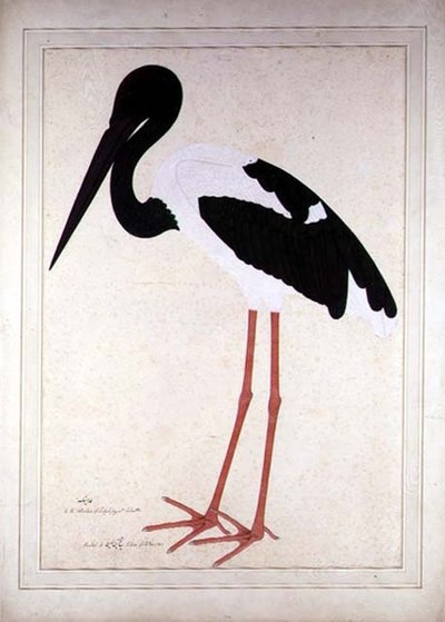 Cicogna dal collo nero, Xenorhynchus Asiaticus, dipinta per Lady Impey a Calcutta da Shaikh Zain ud Din (fl.1777 83)