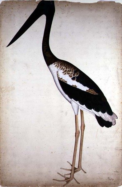 Cicogna dal Collo Nero, Xenorhynchus Asiaticus, dipinta per Lady Impey a Calcutta, c.1780 da Shaikh Zain ud Din (fl.1777 83)