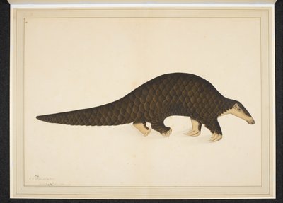 Pangolino o formichiere squamoso da Shaikh Zain ud Din (fl.1777 83)