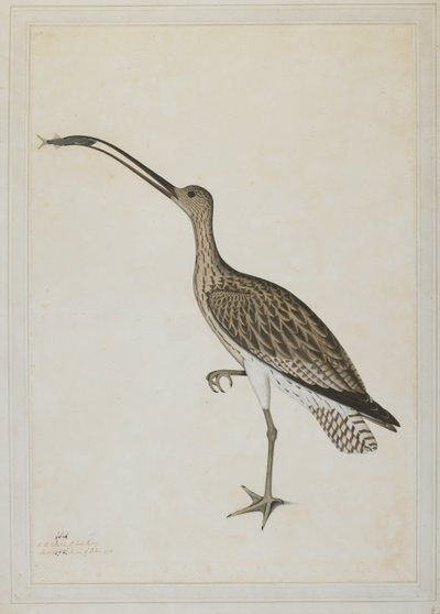 Curlew orientale che divora un gobione da Shaikh Zain ud Din (fl.1777 83)