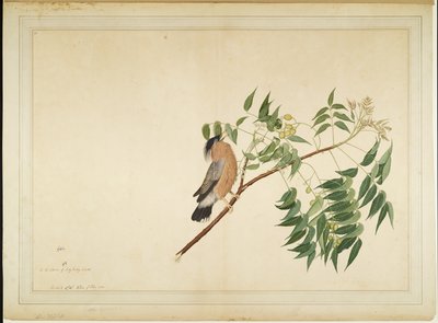 Storno Brahmino su Ramo di Neem, foglio da una Serie Commissionata da Lady Impey, 1780 da Shaikh Zain ud Din