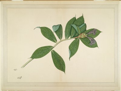 Pianta di Zenzero Crepe, foglio da una Serie Commissionata da Lady Impey, c.1780 da Shaikh Zain ud Din