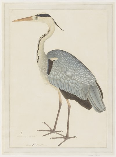 Airone cenerino, foglio da una serie commissionata da Lady Impey, c.1780-82 da Shaikh Zain ud Din