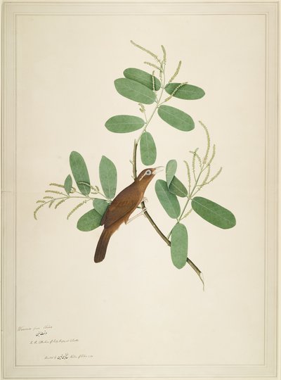 Hwamei su Ramo di Terminalia, foglio da una Serie Commissionata da Lady Impey, 1780 da Shaikh Zain ud Din