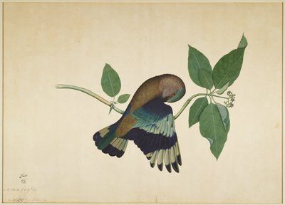 Roller indiano su ramo di sandalo, foglio da una serie commissionata da Lady Impey, 1779 da Shaikh Zain ud Din