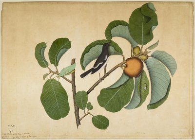 Gazza Orientale con Katydid e Leaf Hopper su Ramo di Jack delle Scimmie, foglio da una Serie Commissionata da Lady Impey, 1778 da Shaikh Zain ud Din